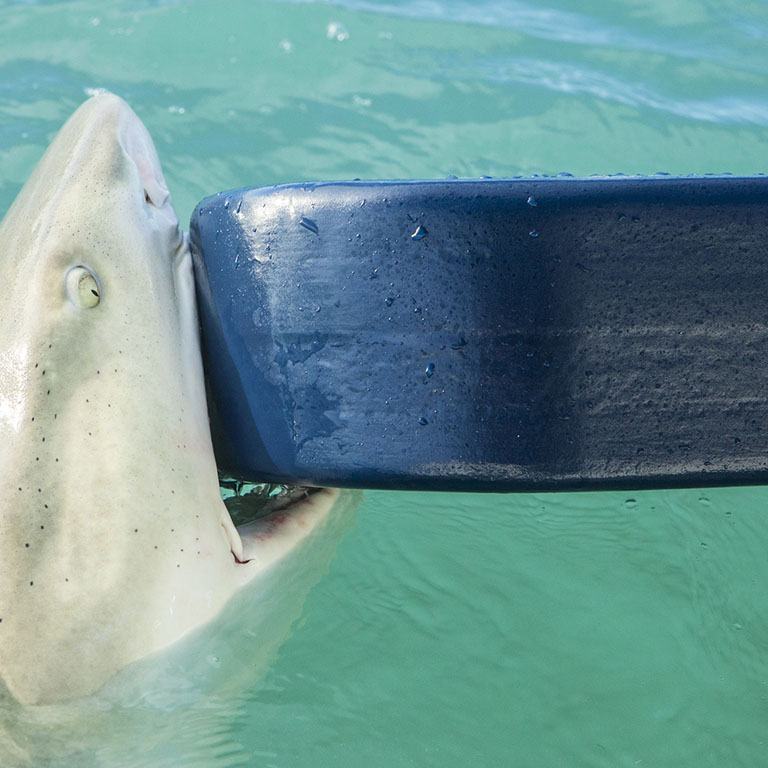 A shark with its jaws around a large blue object.