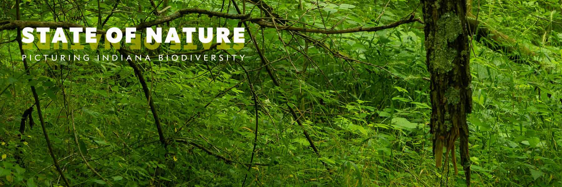 A forest with the words State of Nature placed on top