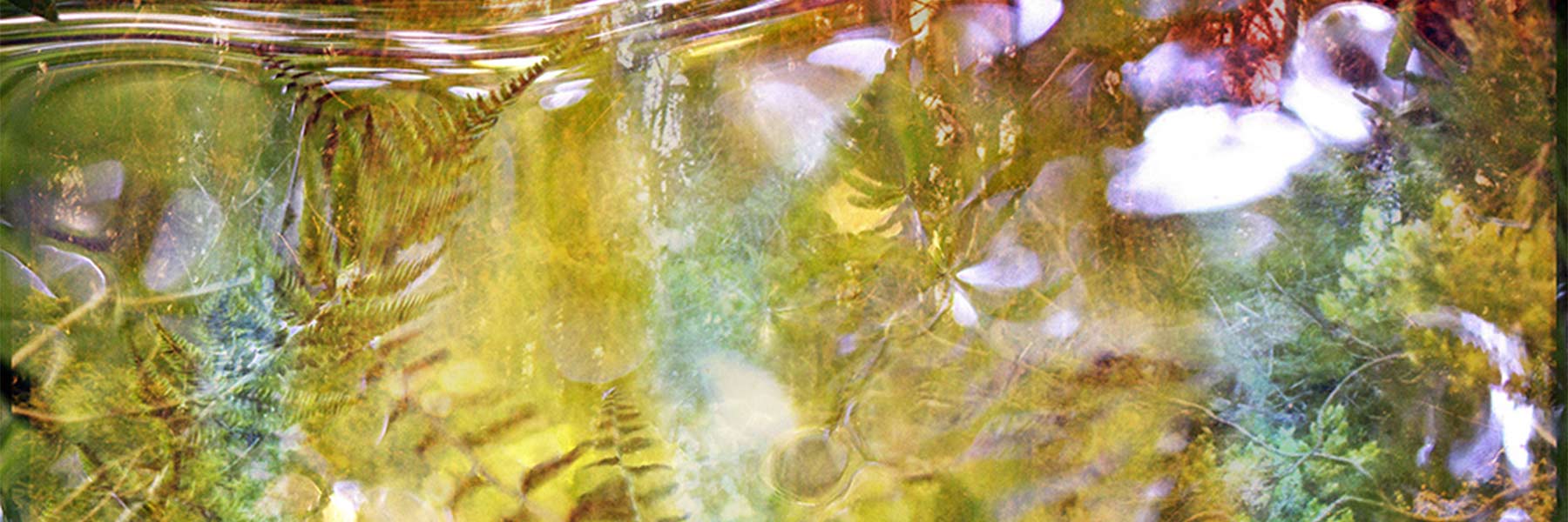 A multicolored film photo with various textures of greenery and light.